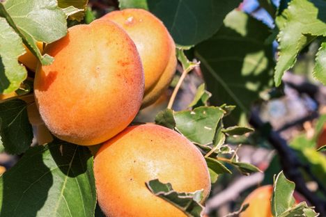 Blenheim Apricot