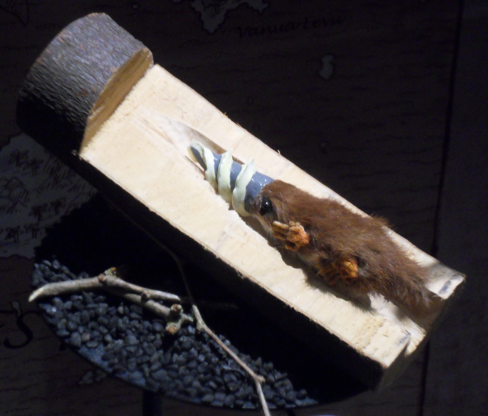 <em>Nasoperforator</em>, a snouter first "discovered" on April 1, 2012, and exhibited in the National Museum of Natural History in France.
