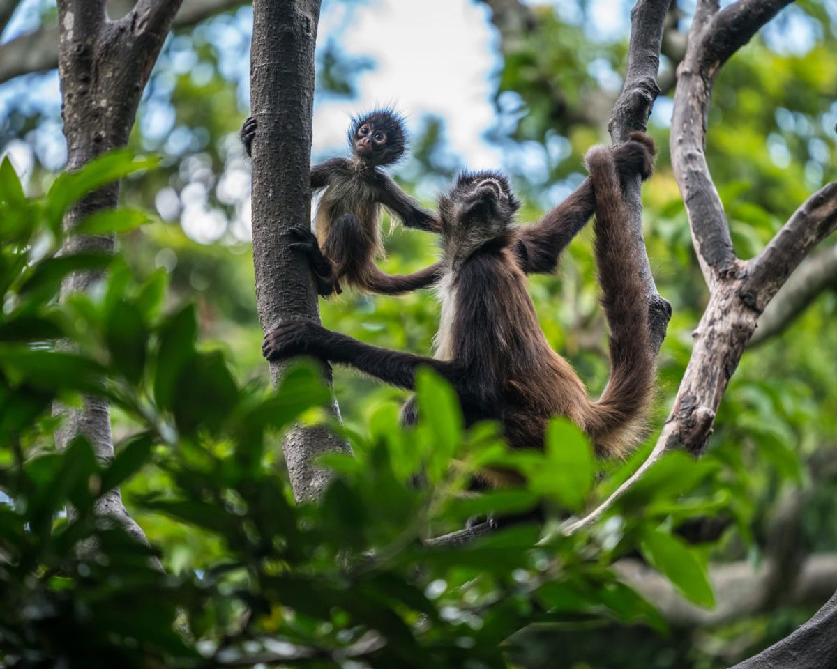 Black-handed spider monkeys eat a largely fruit-based diet. And now, researchers know they often seek out ethanol-rich, fermented fruits when foraging.