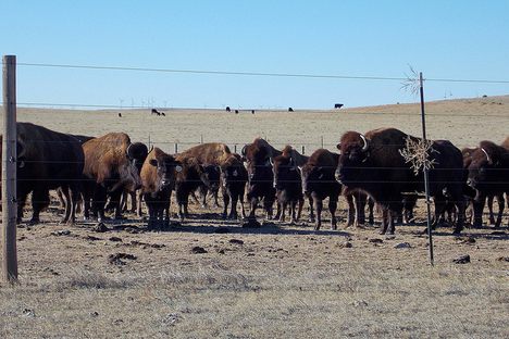 Some residents of the nearby ranch