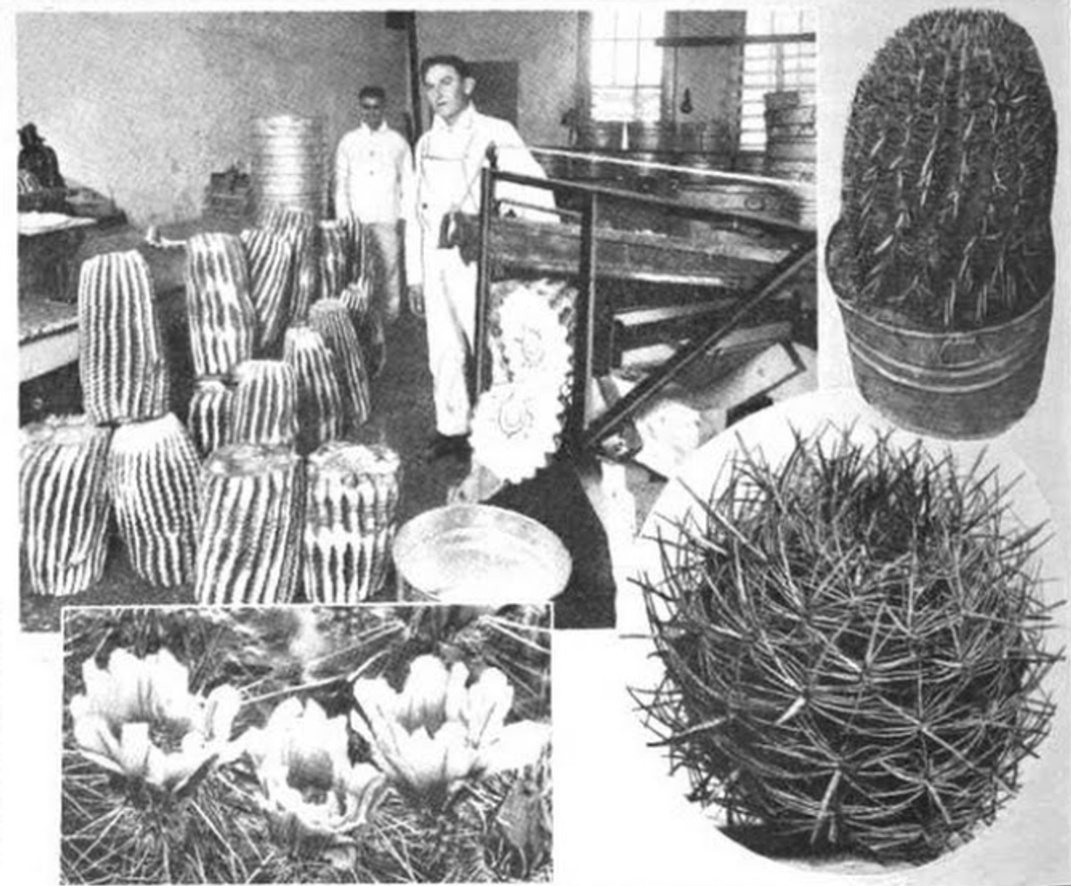 <em>Visnaga</em> piled high in the Donofrio's factory.