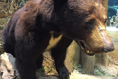 A stuffed black bear that is not Cocaine Bear, but likely resembles him. 