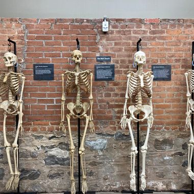 The collection includes eight intact human skeletons. 