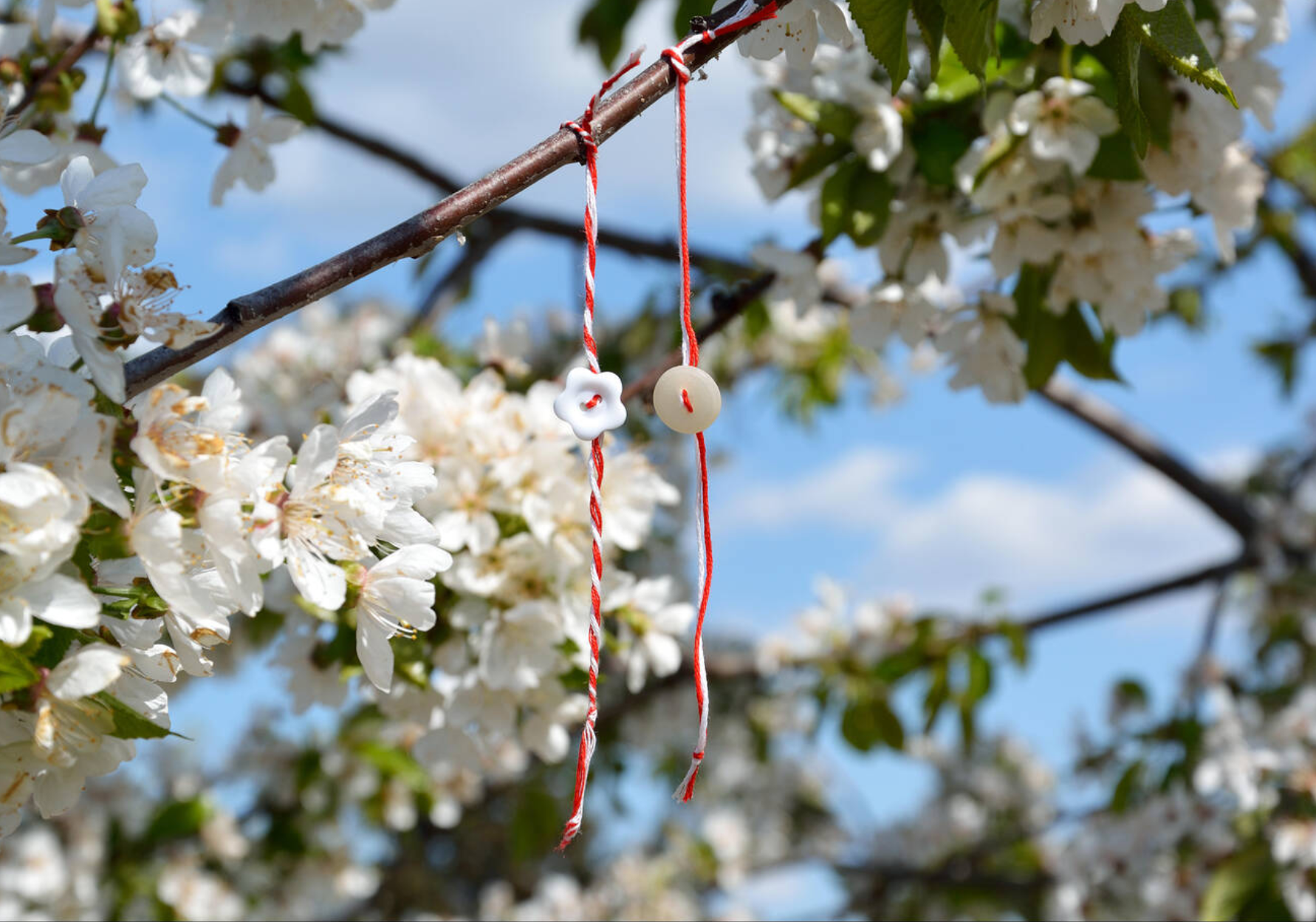 Red-and-white threads are also hung on trees to celebrate spring in other European countries, such as Bulgaria and Romania.