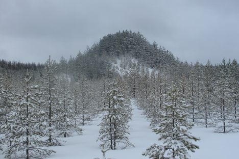 8 Real-World Forests That Look Like They Belong in a Fantasy Novel