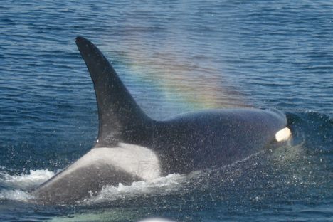 Follow along with this orca by hydrophone.