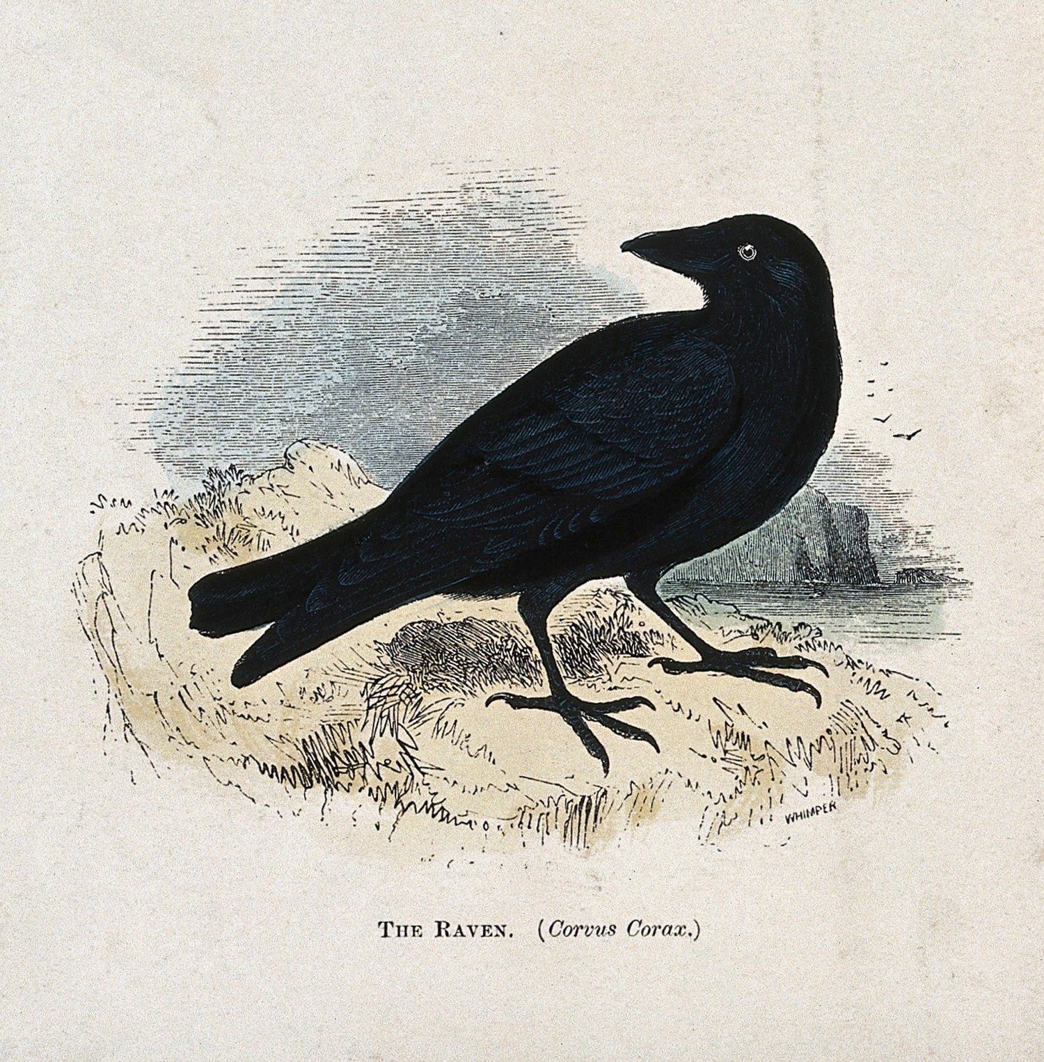 When it comes to nesting, ravens usually prefer spaces that don't look much like the Tower of London.