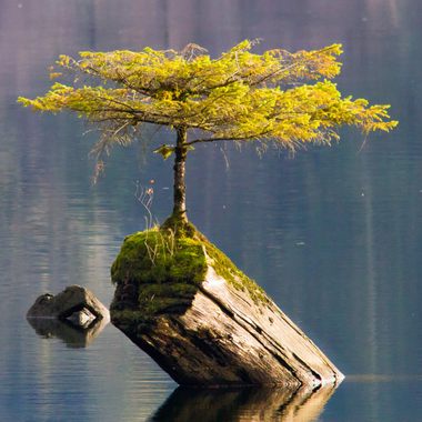 The log provides the only stability and food for the little tree