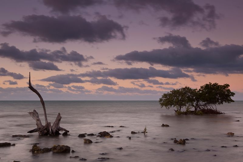 Mangrove trees at dawn. 