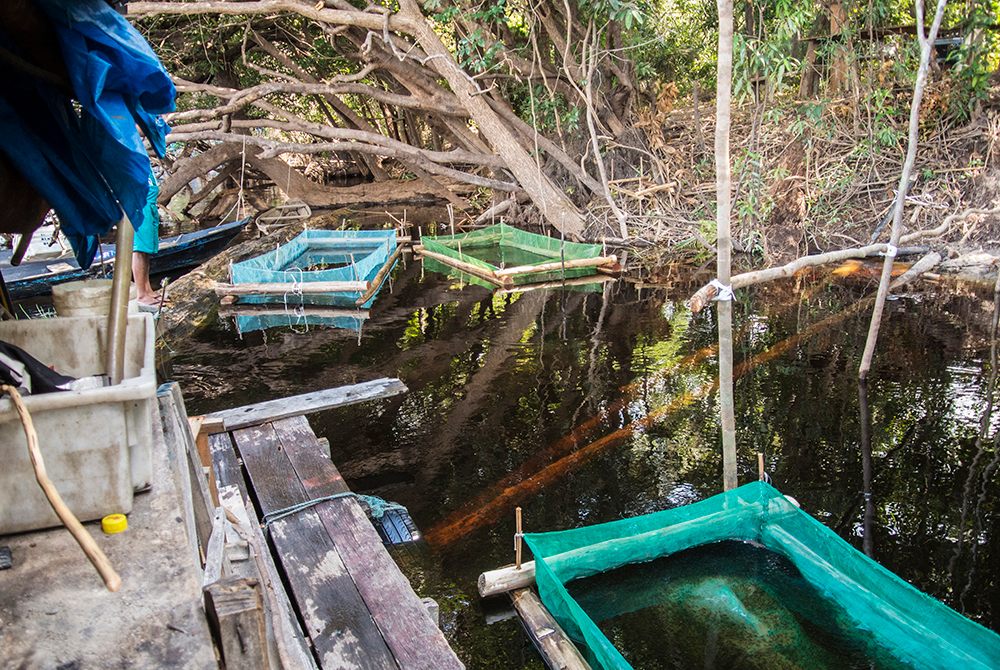 Just across the river from Barcelos, small transfer stations hold thousands of Cardinal Tetras in these net pens before they are sent to exporters in Manaus