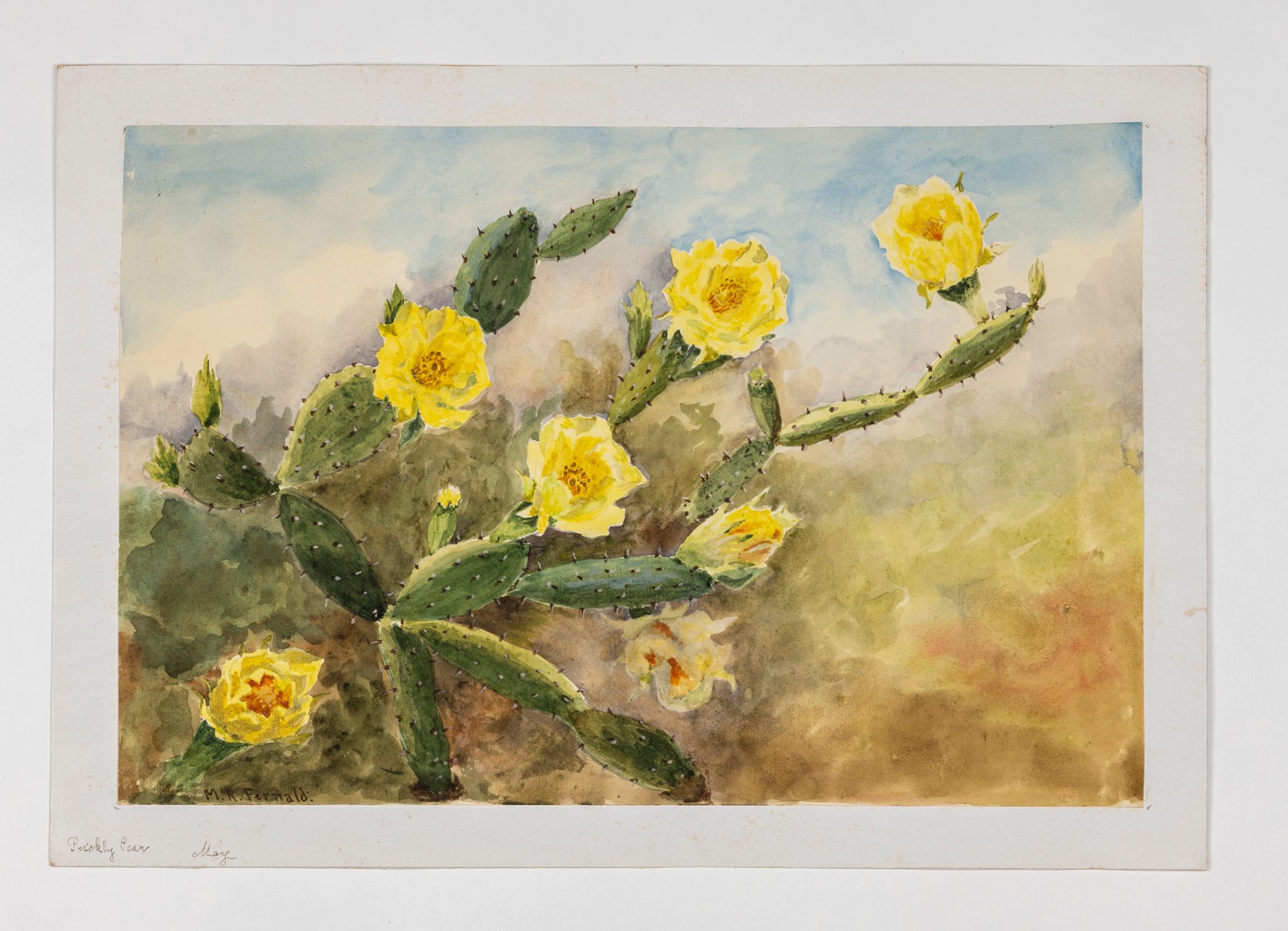 A prickly pear by Minna Fernald.