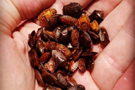 A handful of jumiles.