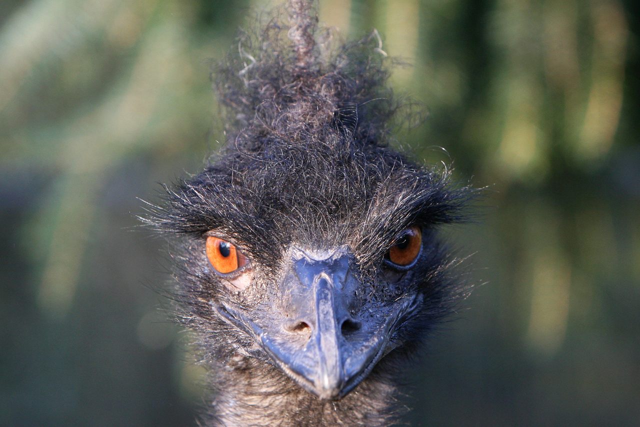 Once protected as a native species, the emu became the enemy of Western Australia's farmers by destroying the region's wheat fields.