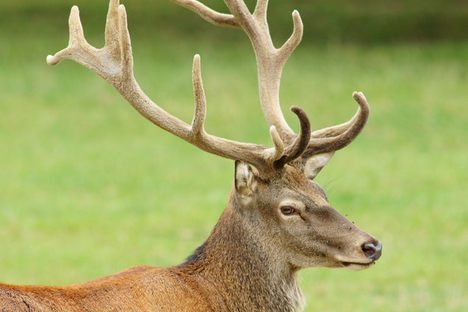 A red deer today. 