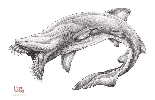 Cartoon Drawing Of A Shark 13537020 Vector Art at Vecteezy