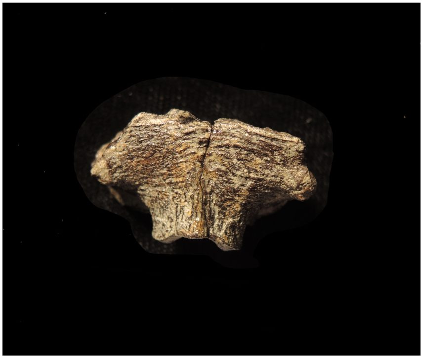 The skull fragment had been fossilized down to the nuclear level.