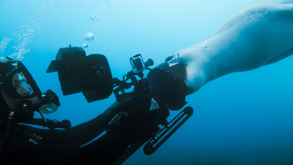 During one dive, a curious leopard seal bit Gregory's camera.