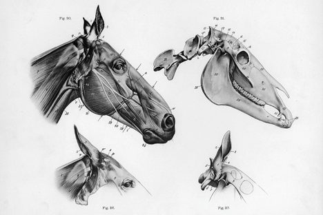 Scandinavia's Most Metal Sound Systems Are Made of Horse Skulls