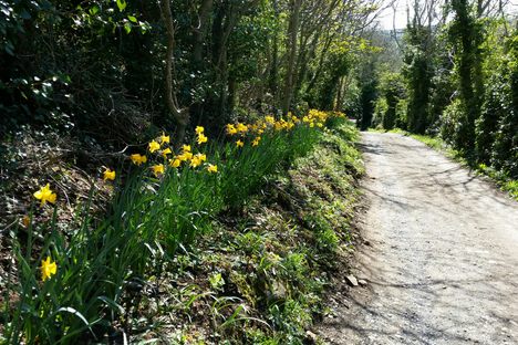 Plenty of daffodils.