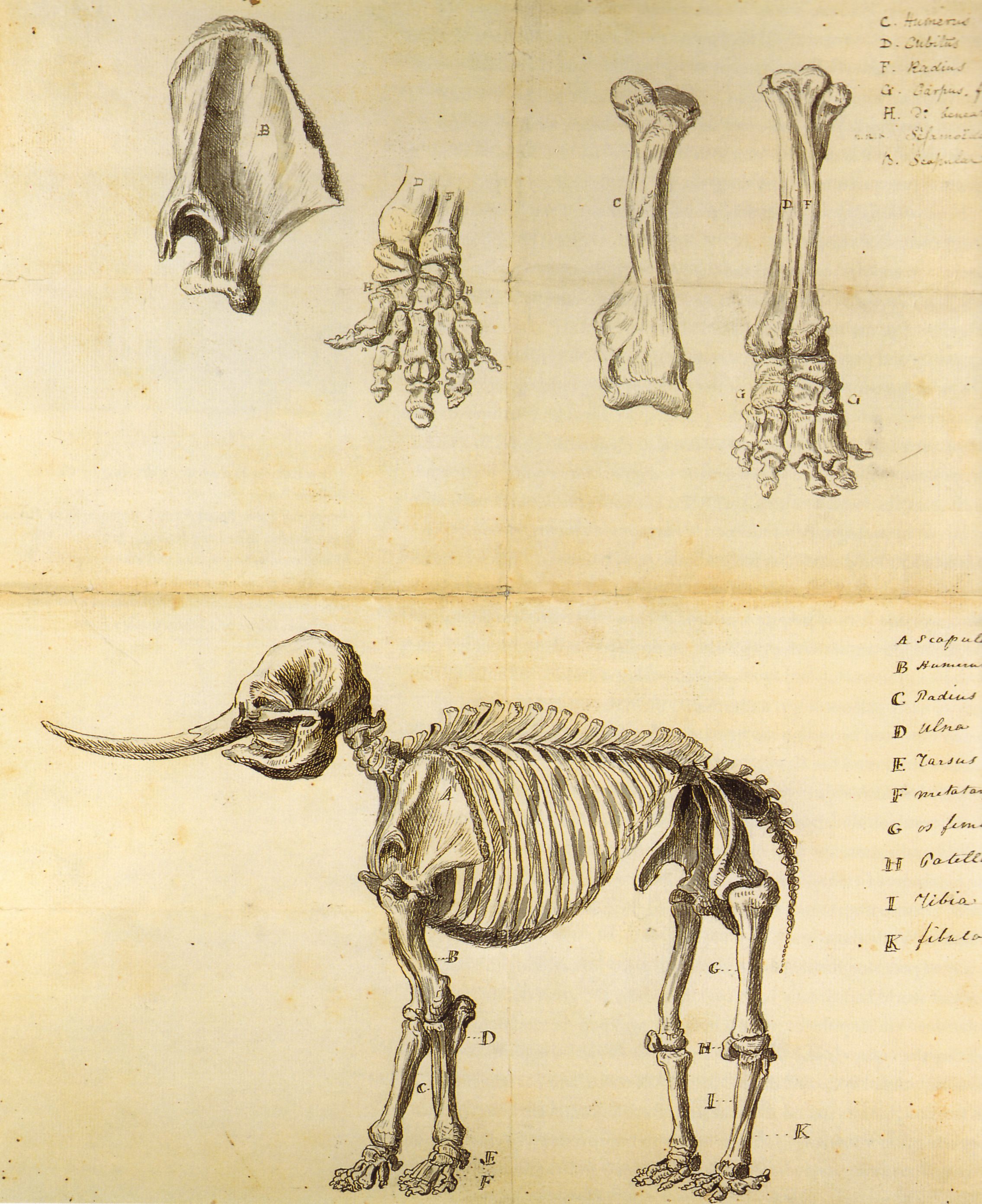 Peale named many of his kids after famous painters and scientists, including Titian, Rubens, and Linnaeus. His son Rembrandt sketched this depiction of the mastodon skeleton.