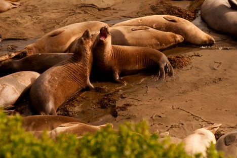 Piedras Blancas Elephant Seal Rookery