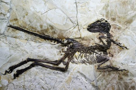 A raptor, genus Zhenyuanlong.