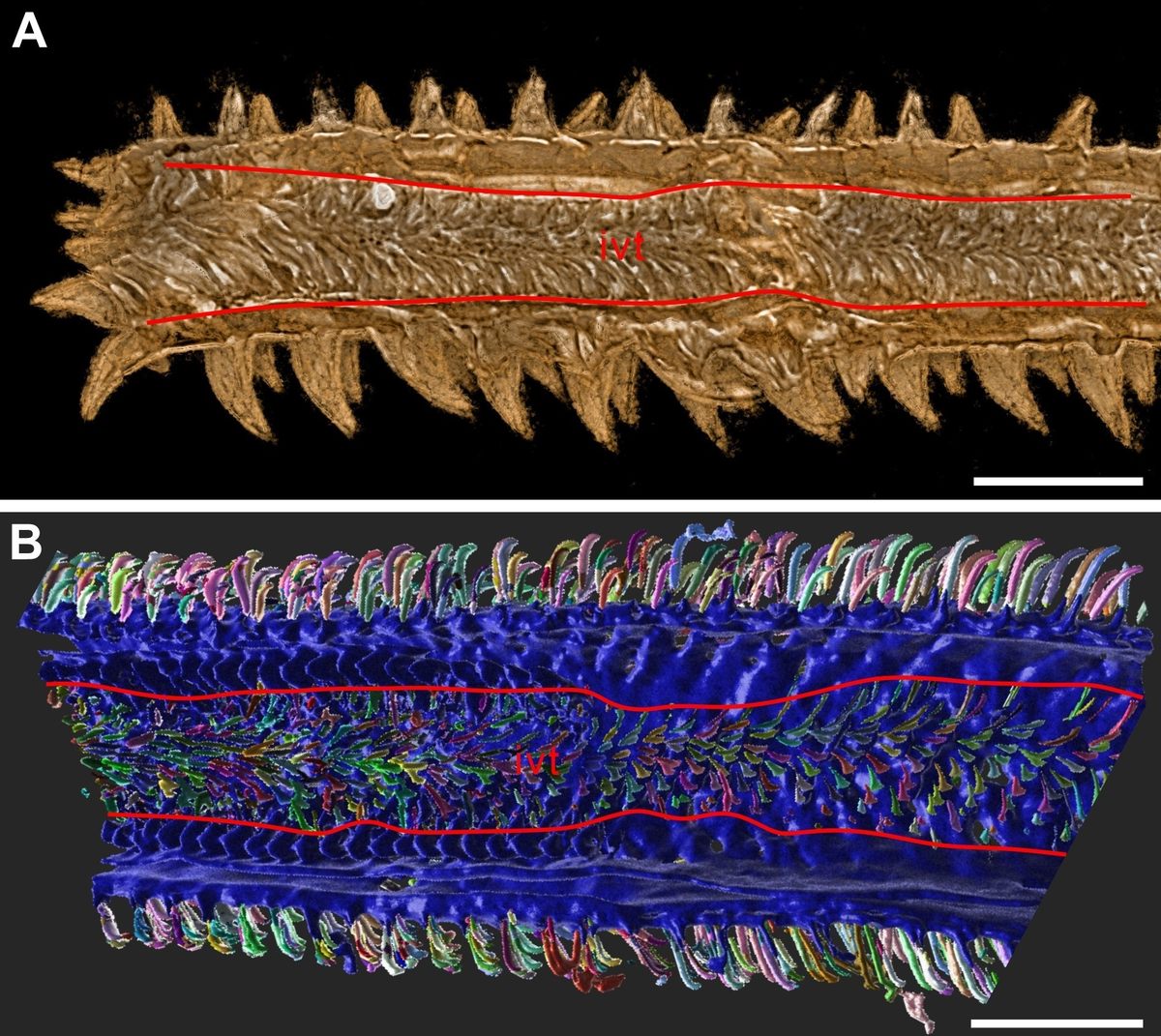 Scientists compared the internal structure of the fossil (A) with the tentacle of an extant trypanorhynch tapeworm (B).