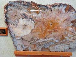 Petrified wood from the Hubbard Basin in Nevada. Photo by Linda Aksomitis @ guide2travel.ca