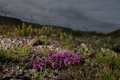 Purple saxifrage