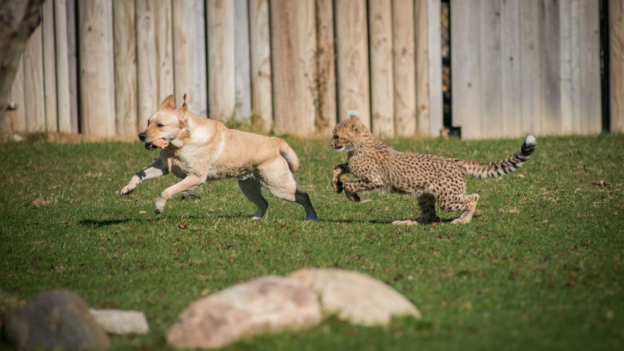 An Emotional Support Dog Is the Only Thing That Chills Out a Cheetah -  Atlas Obscura
