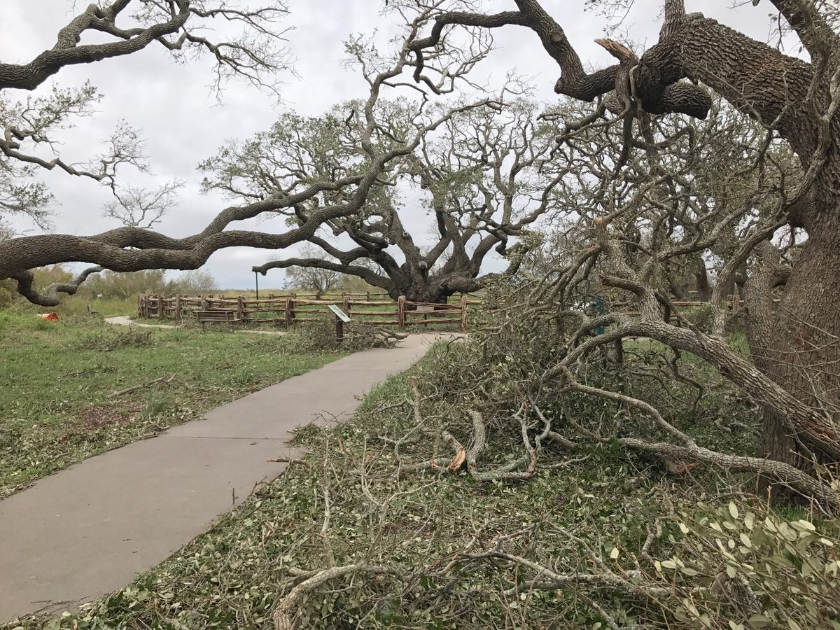 A 1,000-Year-Old Texas Oak Tree Stands Firm