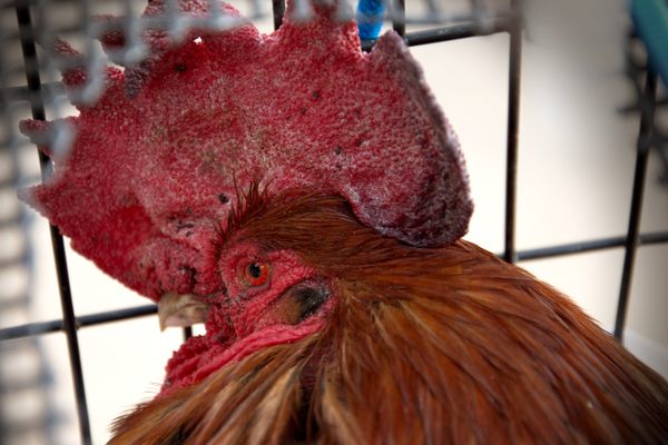 Maurice the rooster, whose early crowing upset vacationers in France's Ile d’Oléron. 