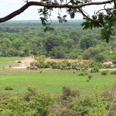 Mole National Park