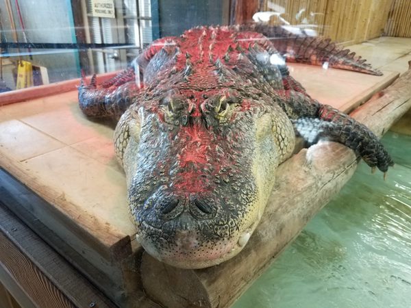 American alligator  Smithsonian's National Zoo