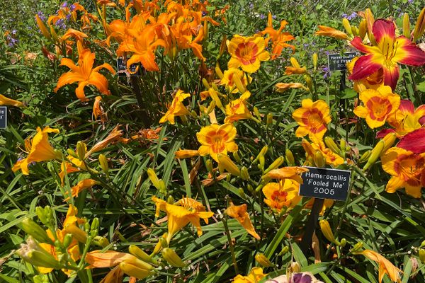 Award-winning daylilies bloom side by side in Capen Garden