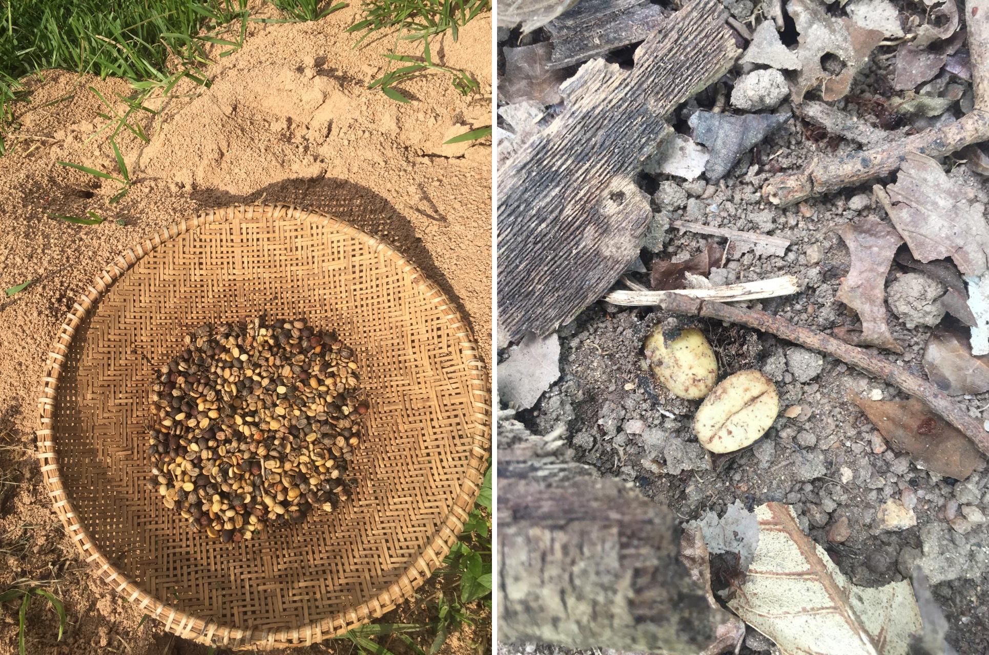 Gathered beans (left) and de-pulped beans discarded by the ants (right).