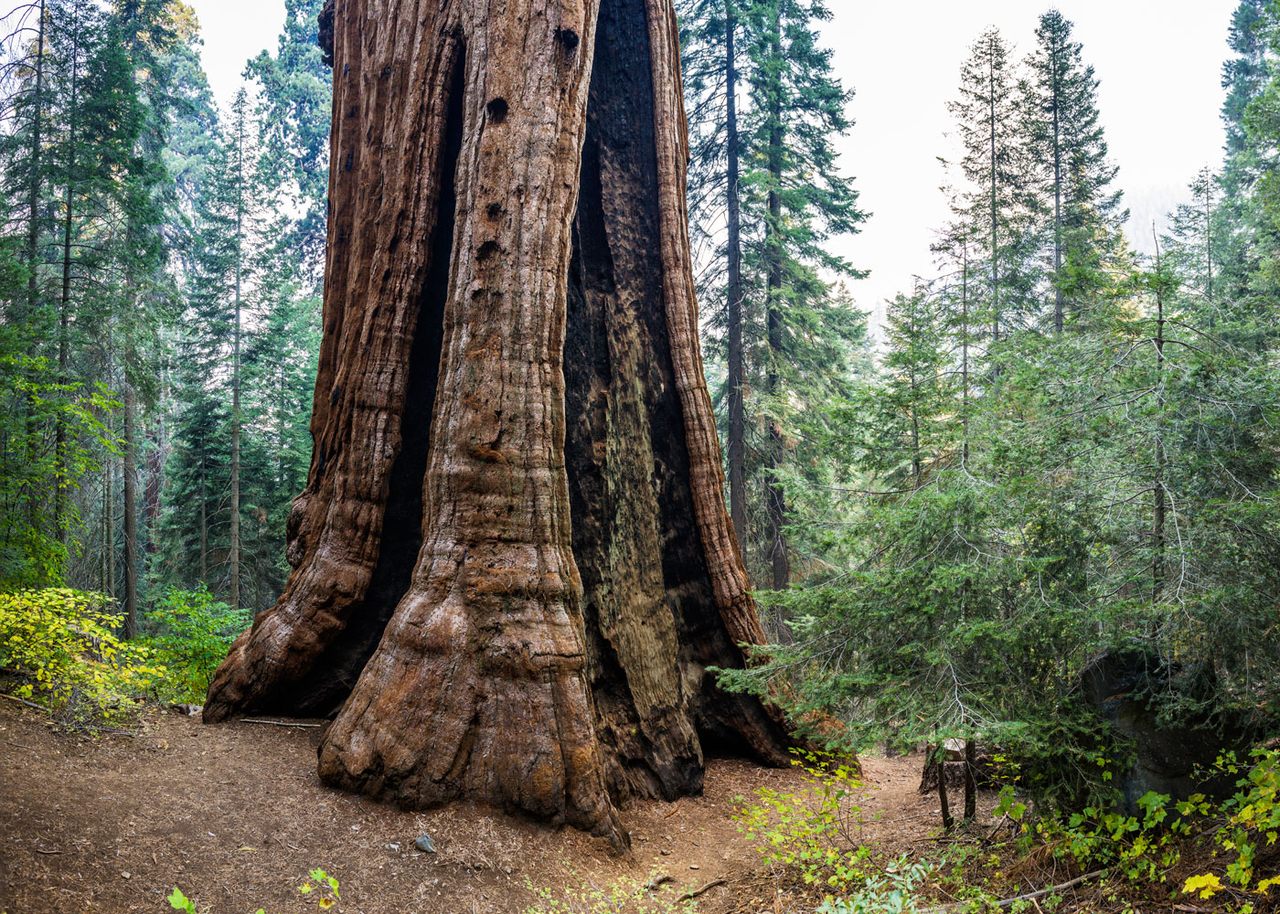 A conservation group is trying to buy a huge swath of giant sequoias.