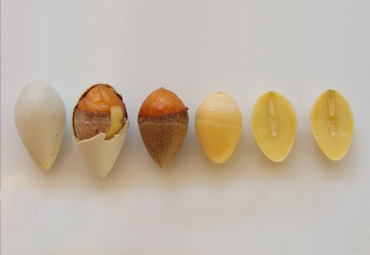 The layers of the ginkgo nut.
