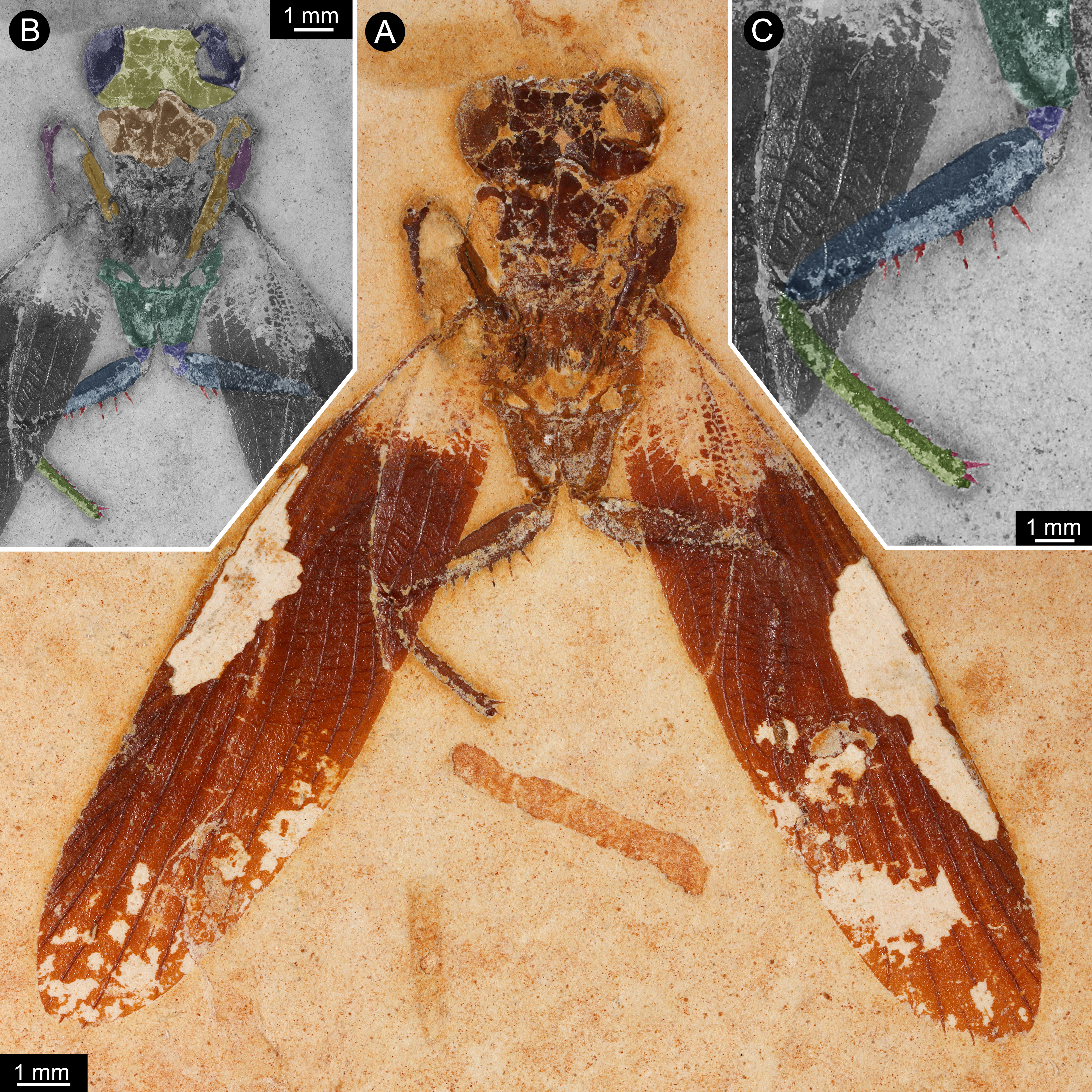 The new specimen of <em>Santanmantis axelrodi</em> found in Brazil.