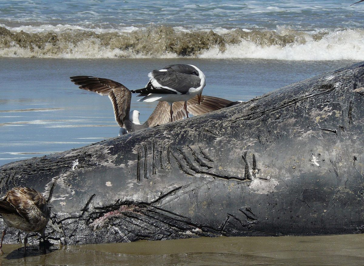 On the beach of California's Morro Bay, the carcass of a gray whale calf bears the tell-tale scars of an orca attack.