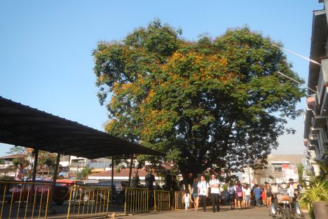 Kalayaan tree 