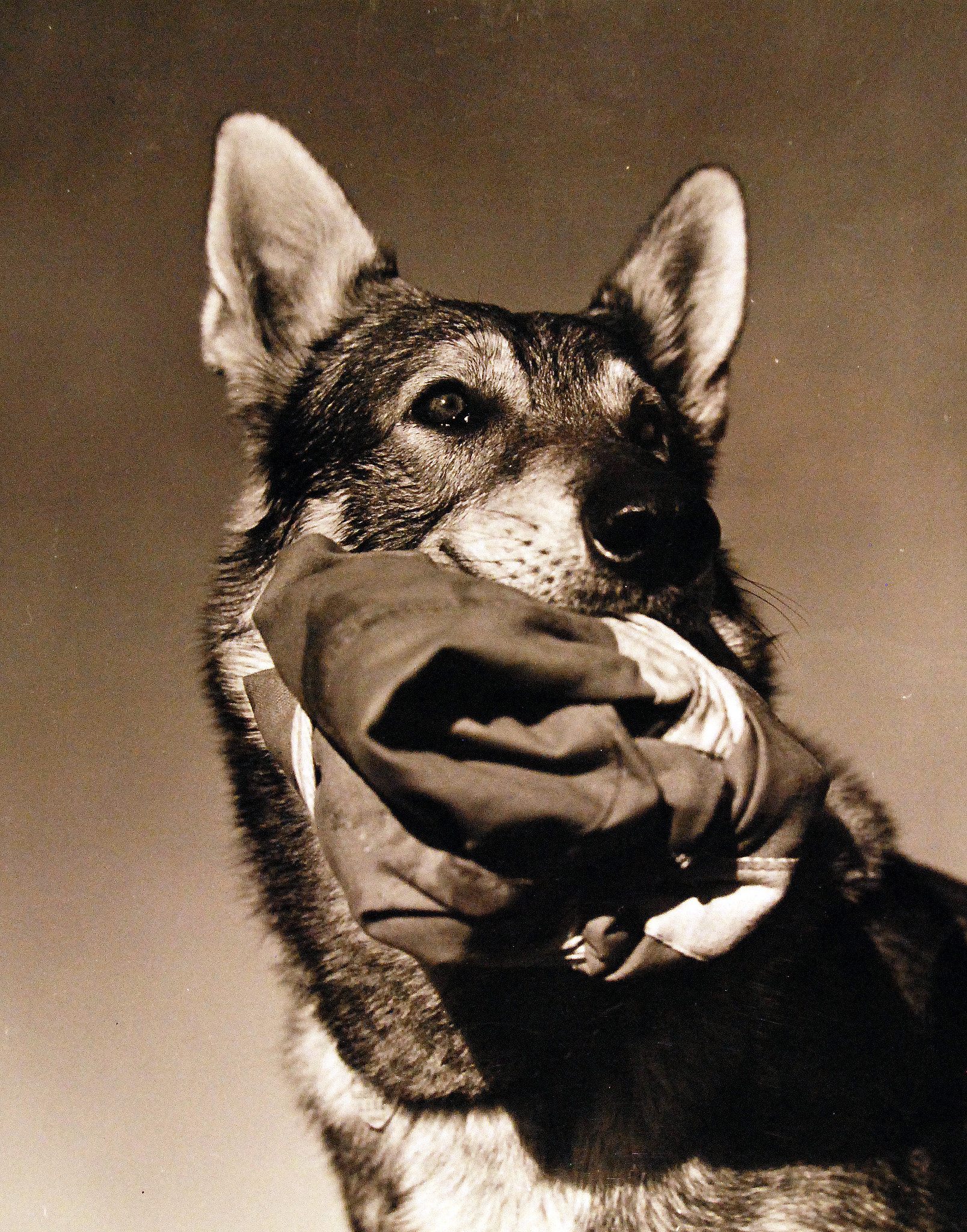 1943. U.S. Submarine Chaser School, Miami, Florida. Poised for action, the police dog, mascot of U.S. Marine paratrooper watches for his master to land after a trial jump. Highly trained, the dog is carrying a parachute bag in his mouth which he will take to the scene of the fall. The chute is placed in the bag for carrying to the barracks where it will be folded. 
