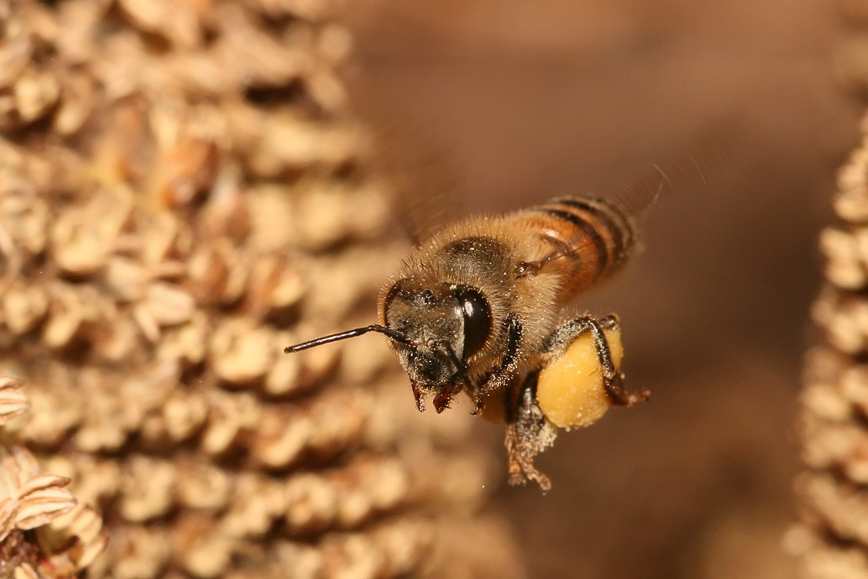 What Is It Like to Be a Bee? - Atlas Obscura