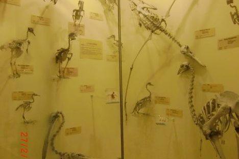 AVIAN OSSUARY