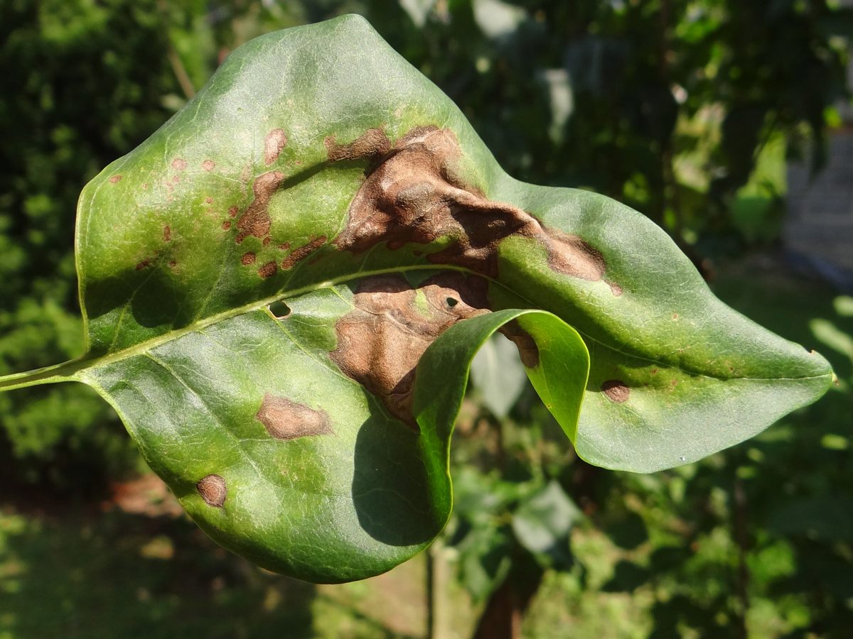 <em>Pseudomonas syringae</em> is an economicaly devastating bacterium, infected many crops—and it's adept at living in the air.