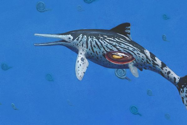 An artist's idea of the pregnant sea dragon.