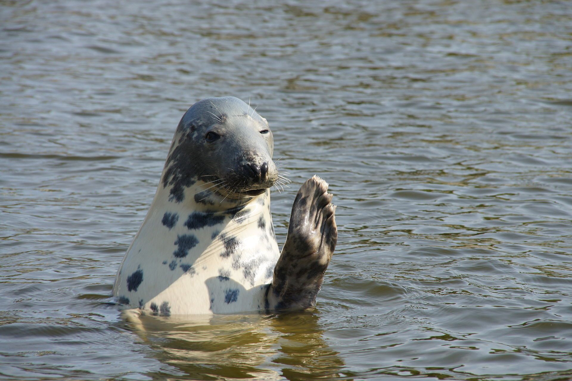 Do not be tempted by this photogenic grey seal.
