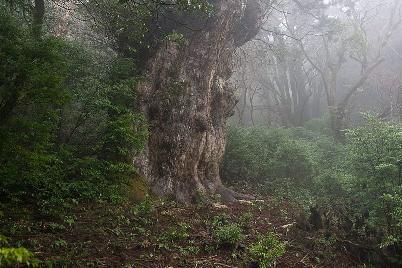 It takes hours to reach this tree and yet people keep visiting.