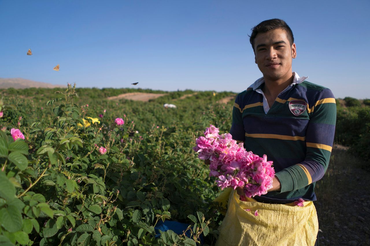 A worker picks roses as butterflies dance over the fields.