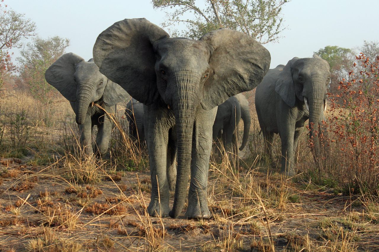 Recent research revealed that African elephants use specific names for each other, something previously considered to be a uniquely human behavior.